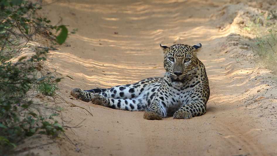 J18_3297 Who are you looking at.JPG